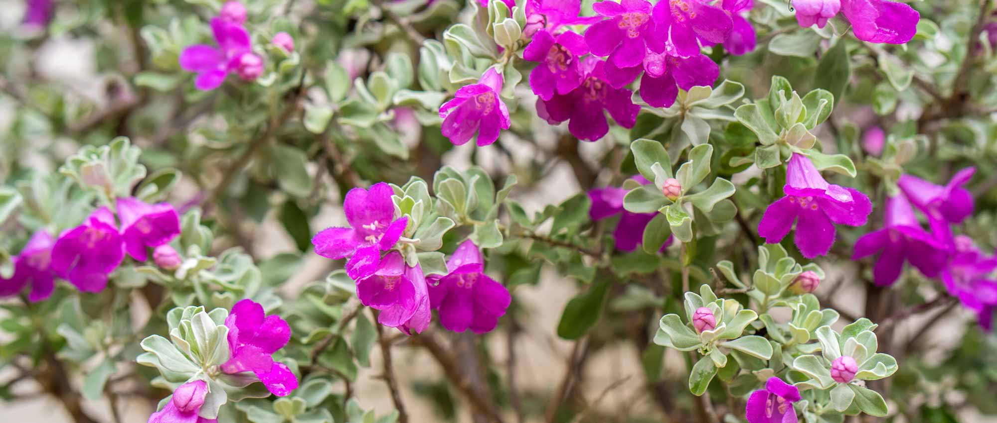Leucophyllum pflanzen, pflegen & kultivieren