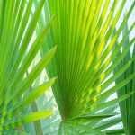 Loulupalme – Thurston-Palme: Pflanzen und Pflege