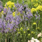 Welche Camassie wählen und im Garten kombinieren?