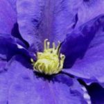 8 herbstblühende Waldreben
