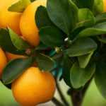 Mittelmeer-Mandarine oder Clementinenbaum im Topf ziehen