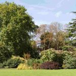 Zierbaum für den Garten auswählen?