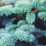 Blaue Koniferen: besondere Sorten