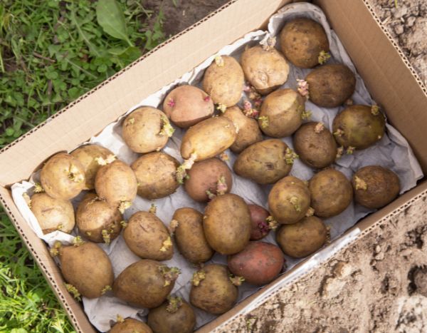 Kartoffeln vorkeimen