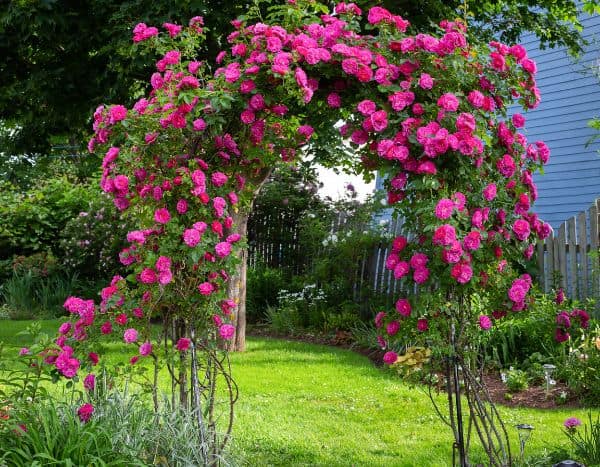 Kletterrose am Rosenbogen ziehen