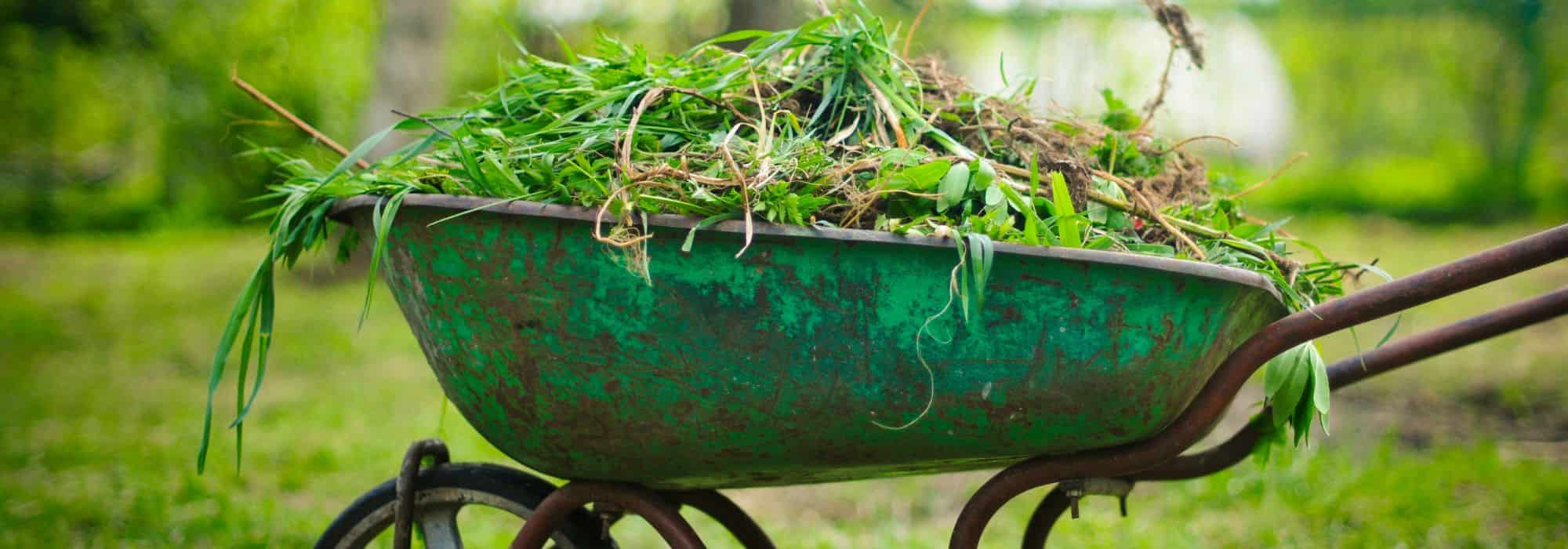 Zero Waste: Stauden- und Schnittblumenreste nutzen