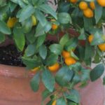 Welche Zitrusfrüchte im Topf auf der Terrasse anbauen?