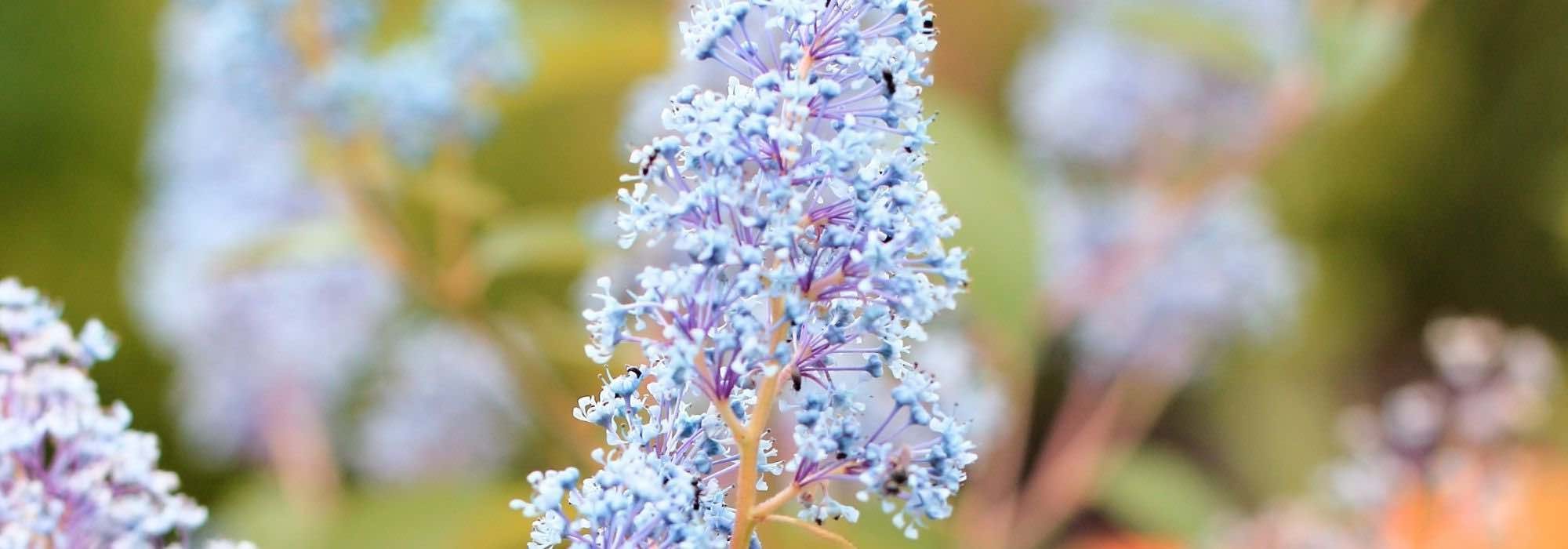 Säckelblumen: die winterhärtesten