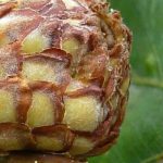 Eichengalle: Was ist das?
