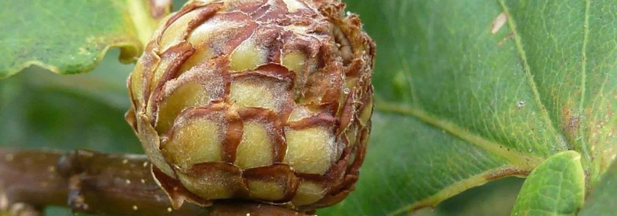 Eichengalle: Was ist das?