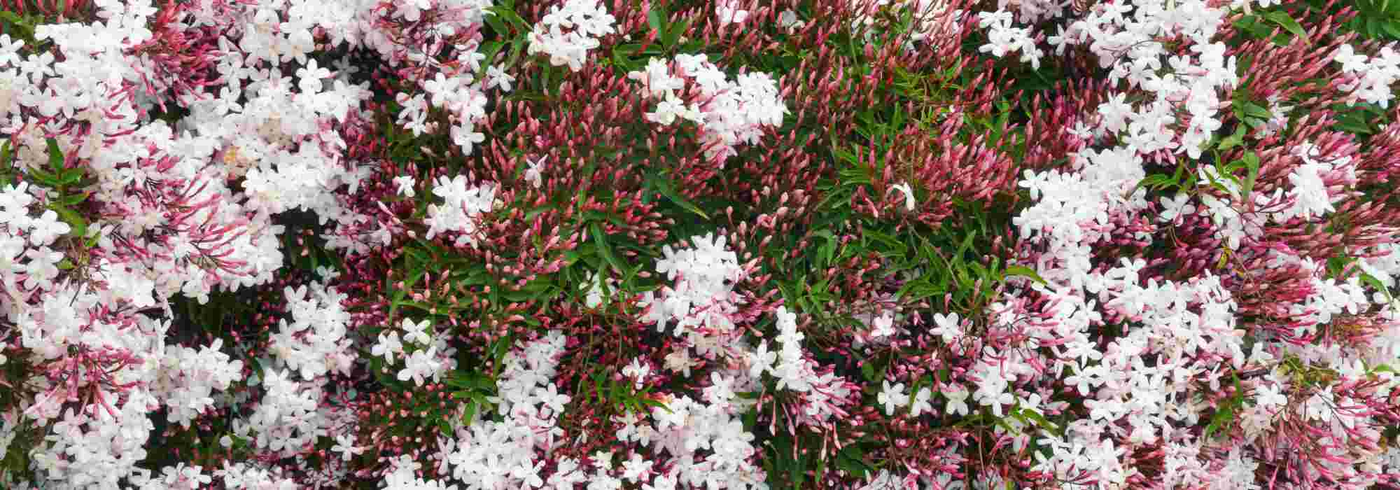 Zimmer-Jasmin im Garten oder Topf kultivieren