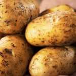 Mehltauresistente Kartoffeln