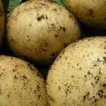 Beste späte Kartoffeln