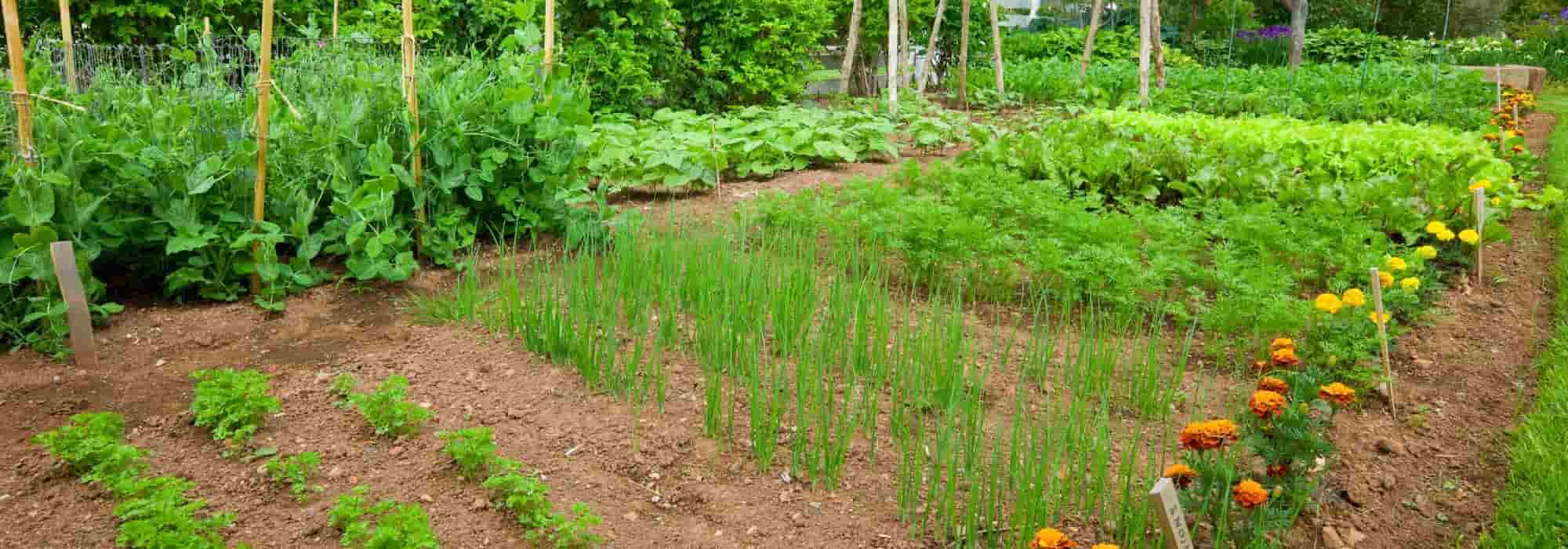 10 Fehler für einen schönen Gemüsegarten