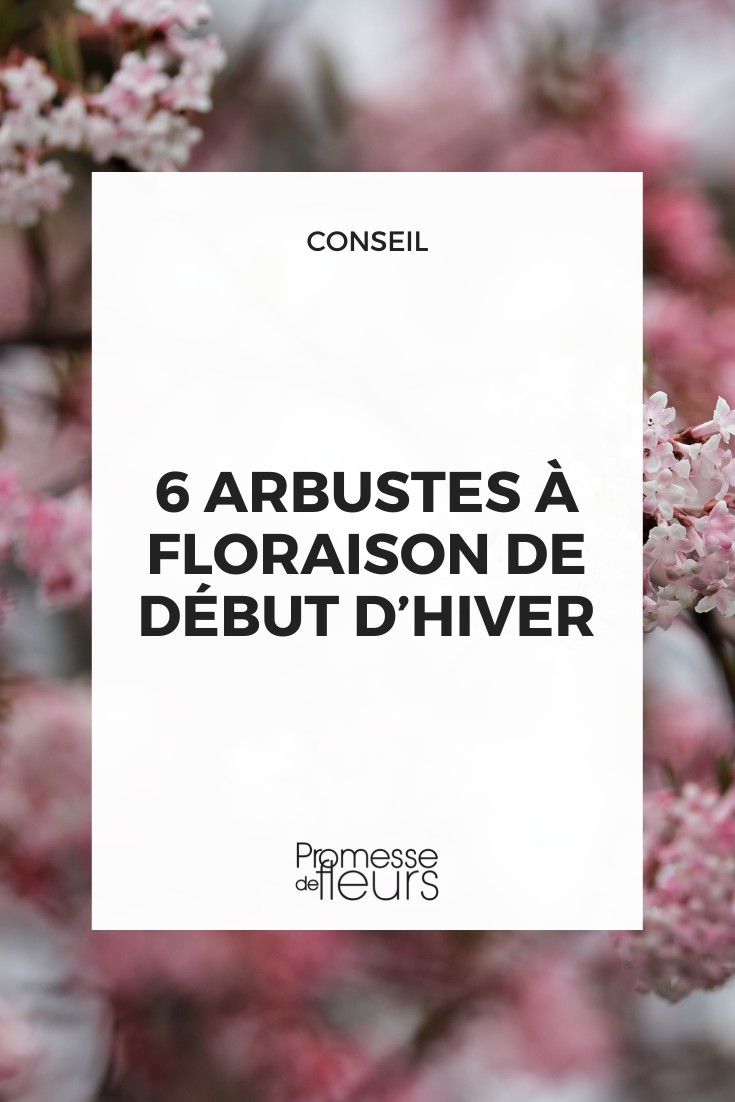 Blüten des Viburnum bodnantense 'Daw'