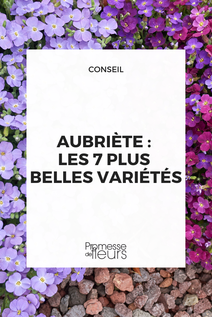 Aubrieta