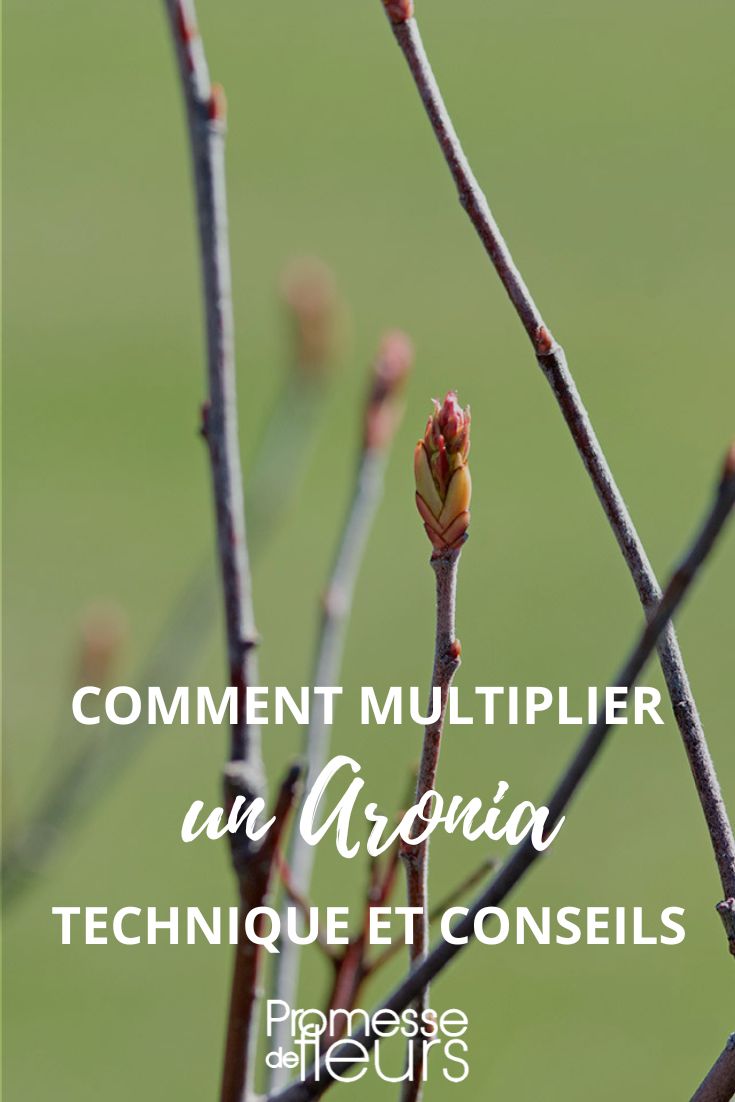 Wie man Aronia aussät und vermehrt
