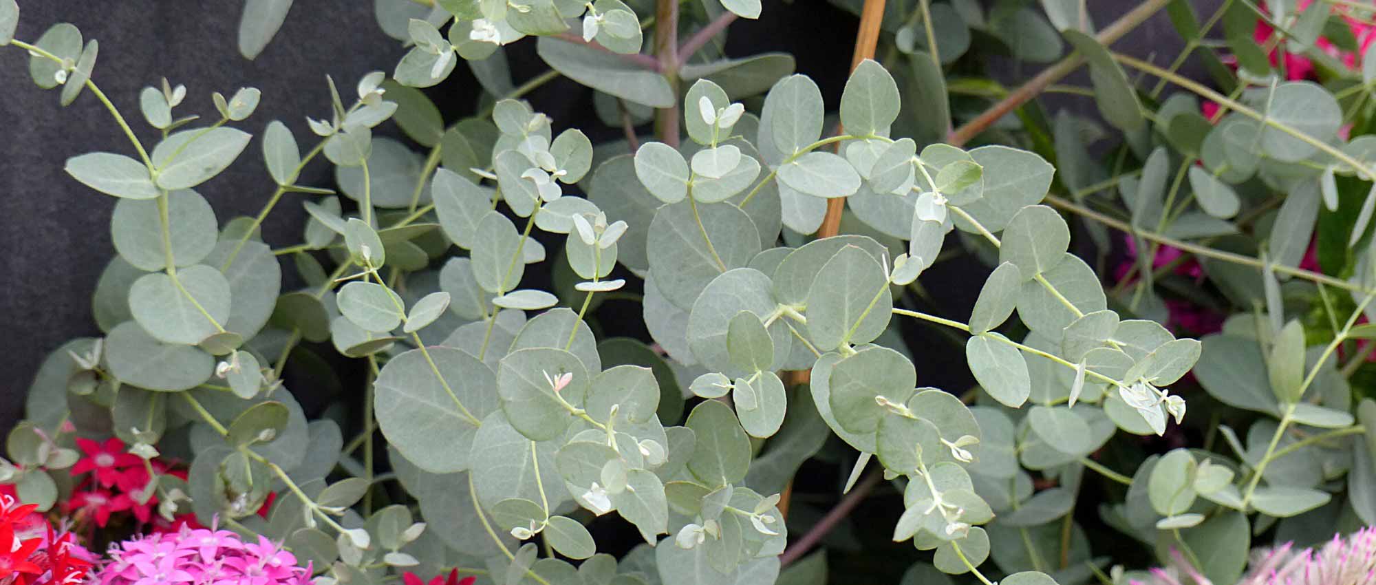 Eukalyptus im Topf kultivieren