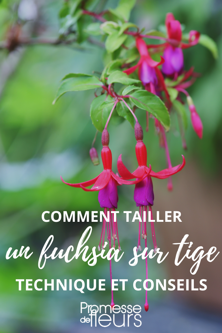 Einen Hochstamm-Fuchsia formen und schneiden