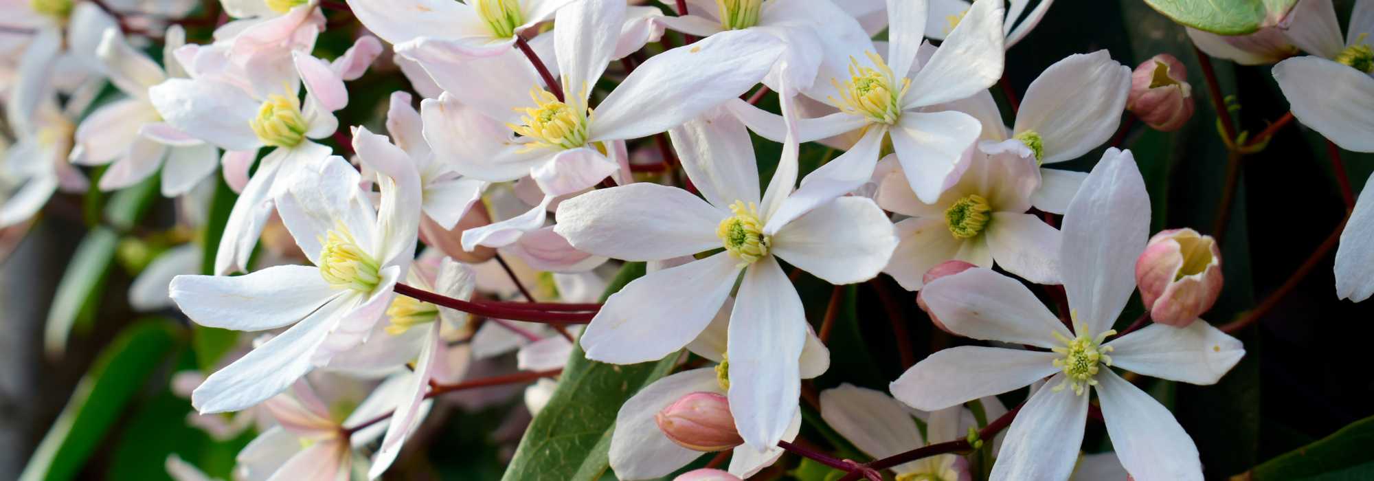 9 Kletterpflanzen mit früher Blüte