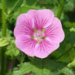 Anisodontea schneiden?