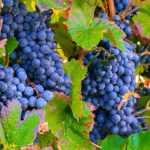 Weinreben-Rückschnitt: für reiche Trauben
