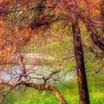 Taxodium: Pflanzung, Kultur und Pflege