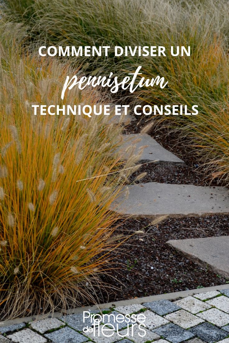 Wie teilt man einen Pennisetum