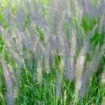 Pennisetum teilen?