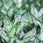 Woher kommt panaschiertes Laub?