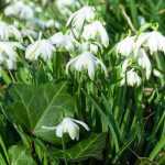 Gartenarbeiten im Februar: Was ist zu tun?