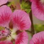 Anisodontea im Topf kultivieren