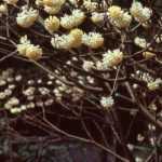 6 Sträucher mit Blüte im Spätwinter