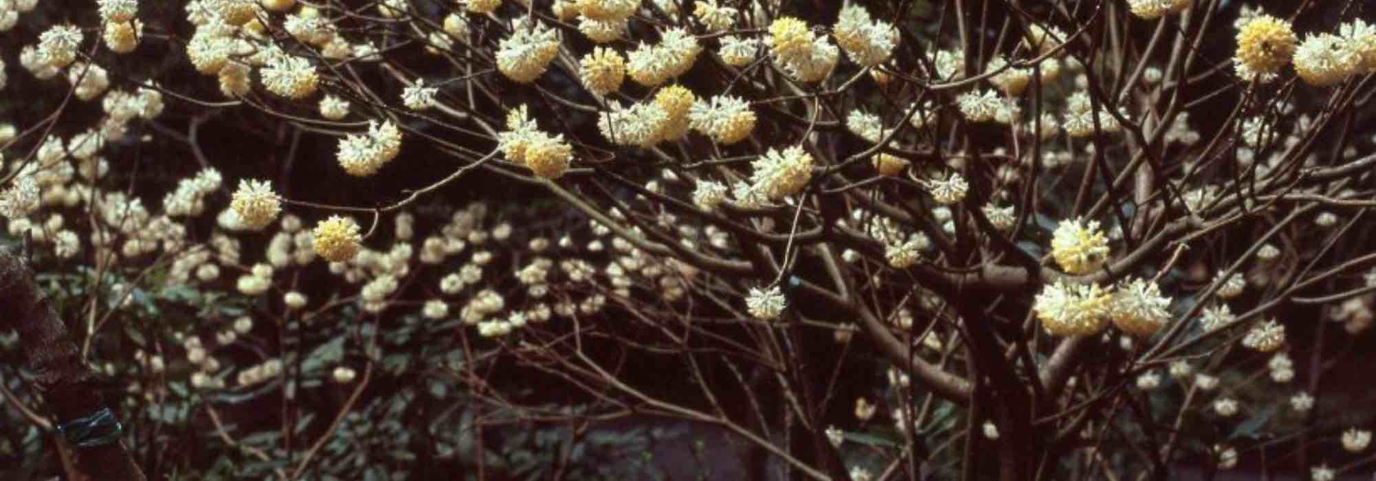 6 Sträucher mit Blüte im Spätwinter