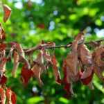Krankheiten und Parasiten der Felsenbirne