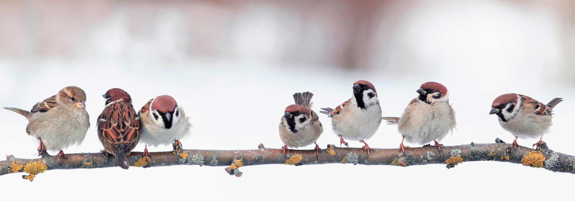 Gartenarbeiten im Januar?
