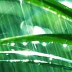 Gärtnern bei Regen
