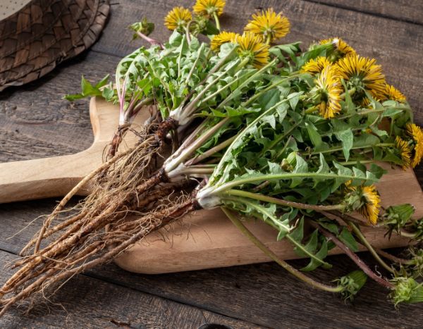 Kuhblumenjauche herstellen?