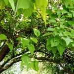6 Bäume mit schnellem Wachstum: Garten schnell verwandeln