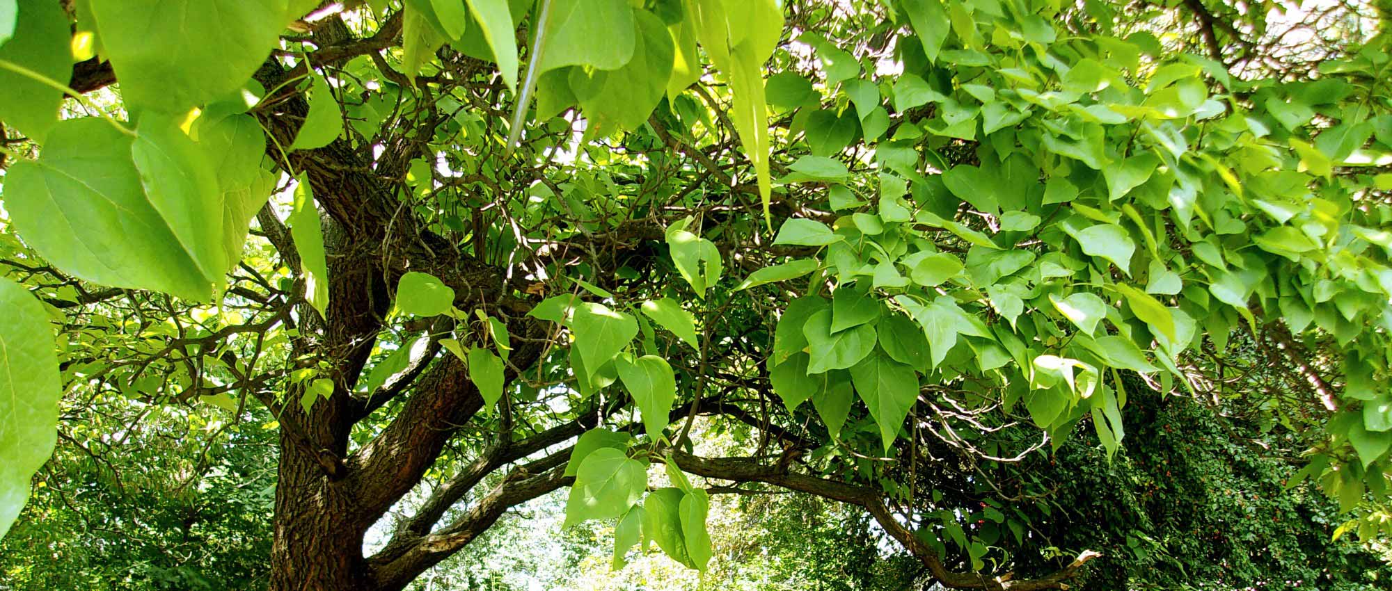 6 Bäume mit schnellem Wachstum: Garten schnell verwandeln