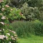 9 Sträucher für eine Feldhecke