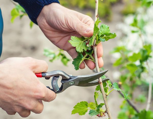 Blut-Johannisbeere schneiden?