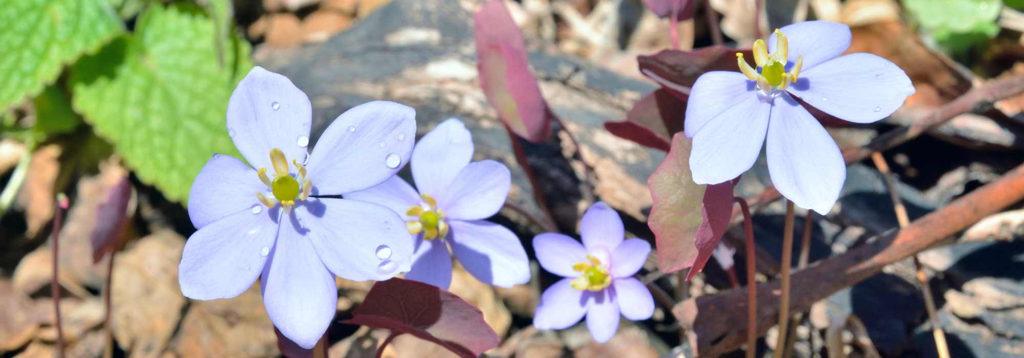 Jeffersonia: Pflanzen und Pflege