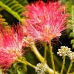 Albizia auswählen?