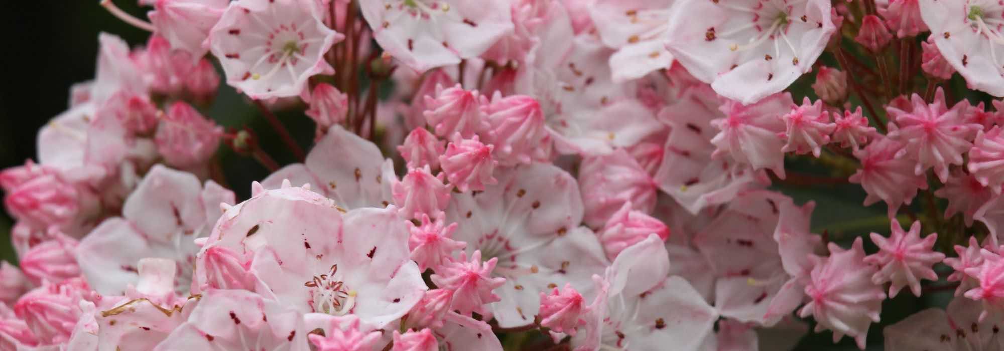 Berglorbeer im Topf erfolgreich kultivieren