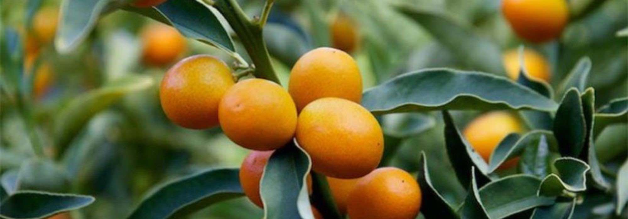 Kumquat kultivieren
