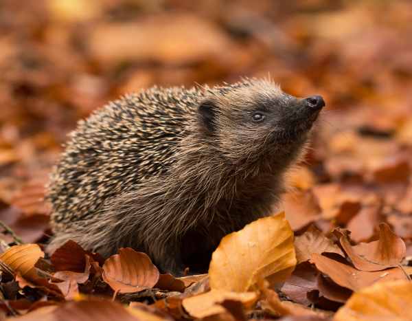 Igel: bald eine bedrohte Art?