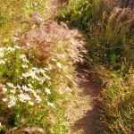 Trendigen Laisser-faire-Garten gestalten
