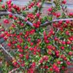 Cotoneaster spalieren?
