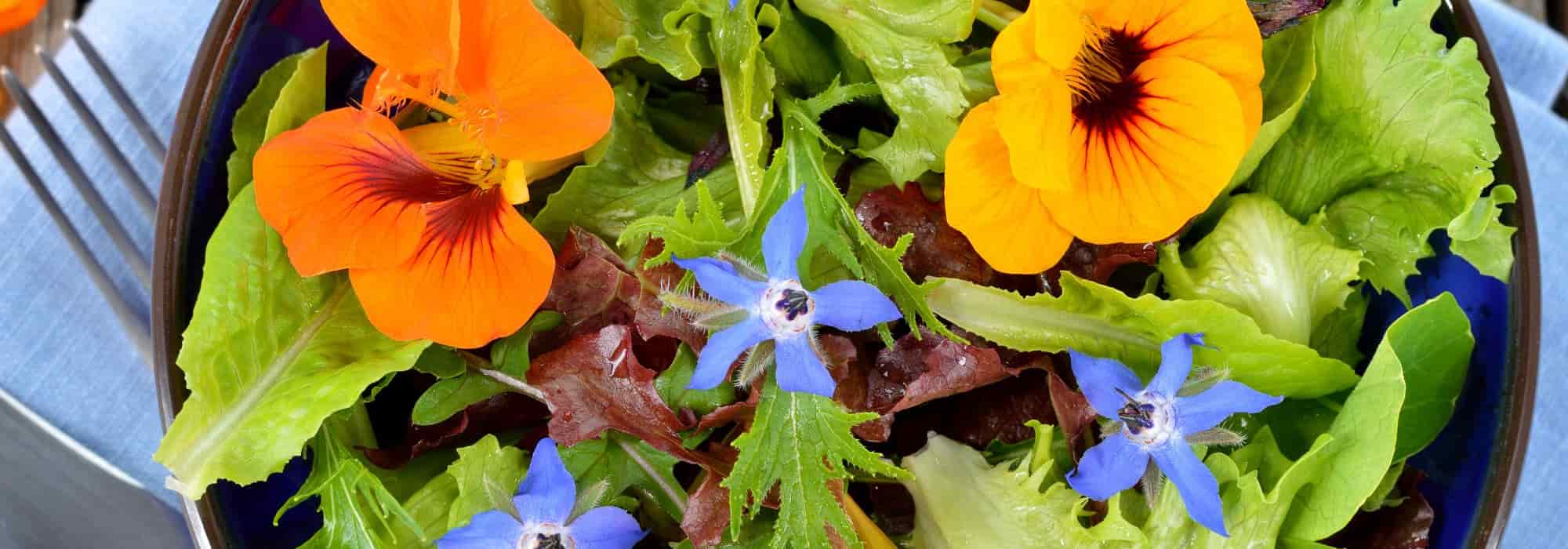 Bunte, leckere Salate: Bringen Sie mehr Abwechslung auf den Teller!